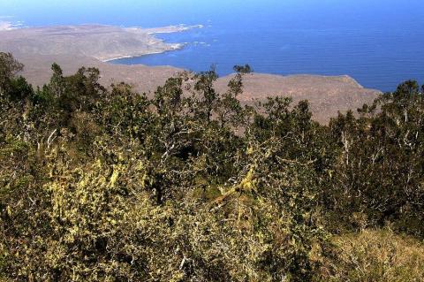 Panorama of Fray Jorge National Park and Biosphere Reserve, Chile