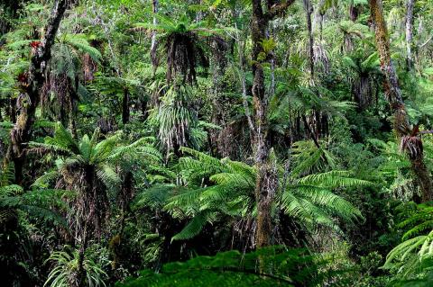 Forest with giant tree ferns in Grande Colline, Haiti