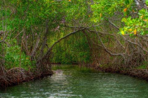 Mangroves in Guanica, Puerto Rico