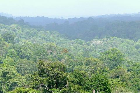 Rain forest, French Guiana