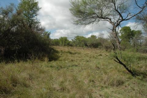 Humid Chaco in Chaco National Park, Argentina