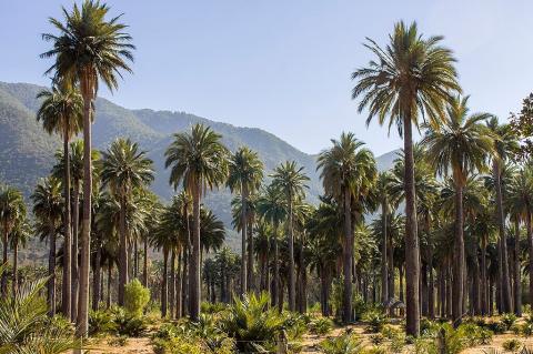 Las Palmas de Cocalán National Park, Chile
