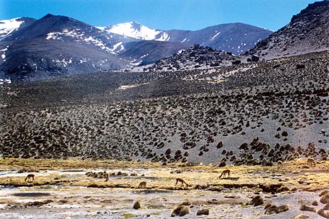 Vicunas grazing in Lauca National Park and Biosphere Reserve, Chile