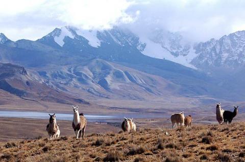 A group of llamas graze by the side of the road, Laguna Milluni y Nevado Huayna Potosí (La Paz - Bolivia)