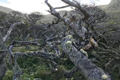 On Isla Hornos, Magellan’s beech trees grow in wind-protected nooks and crannies