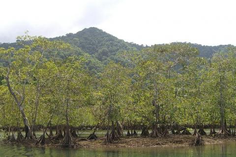 Mangroves in the Utría National Natural Park (Colombia)