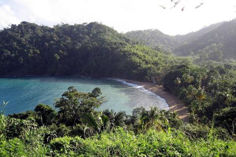 Moist forest at Englishman's Bay, Island of Tobago (Trinidad and Tobago)