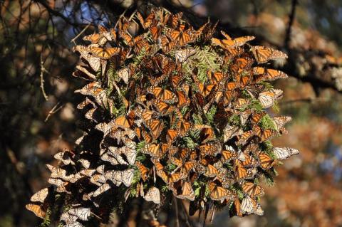 Monarch butterflies cover a tree at El Rosario Monarch Butterfly Sanctuary in Michoacán, Mexico.