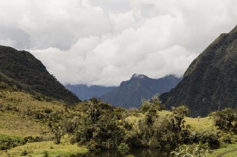 Montane forest, Peru