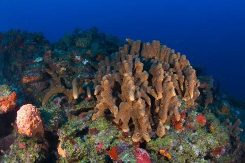 Reef at Outer Limits pinnacle on Saba