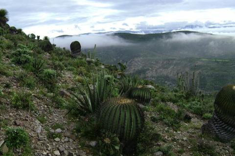 Landscape of the xeric Tehuacán Valley matorral ecoregion, within the Tehuacán-Cuicatlán Biosphere Reserve, Mexico