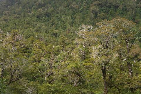 Valdivian Rainforest, Chile