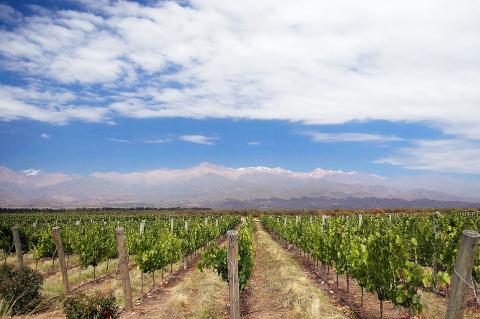 Vineyard near Los Árboles in Uco Valley, Mendoza, Argentina, with the Andes Mountains in the background