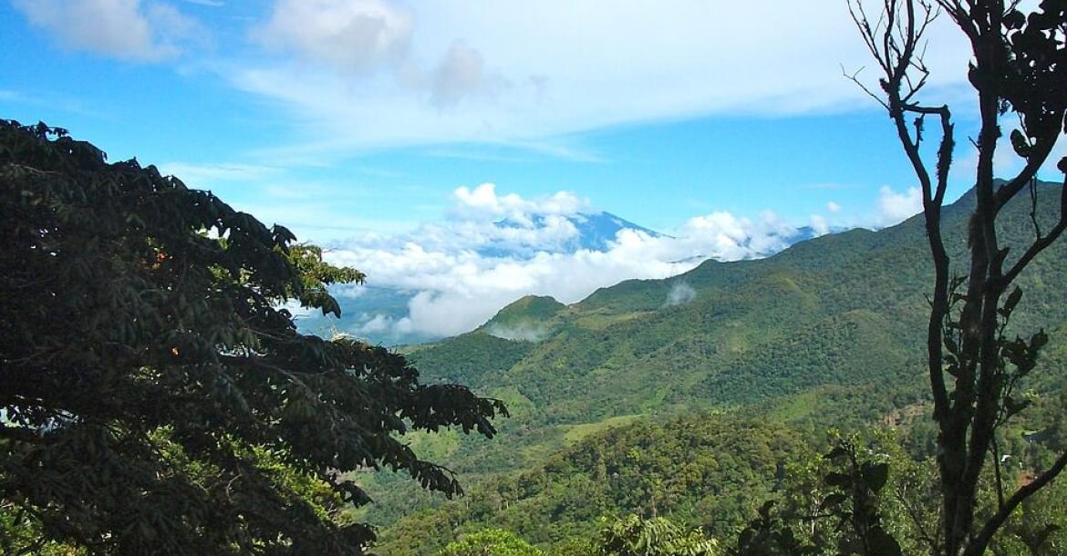 Panamanian montane forests