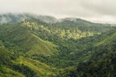Montane rainforest, in the Alto Cariri National Park, Brazil