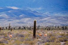 High Monte landscape, Los Cardones National Park, Salta, Argentina