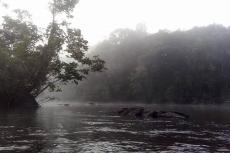 Tumucumaque Mountains National Park in the morning, when low surface temperatures and high humidity cause the appearance of fog, seen from the Jari River