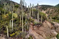 Cactus within the Tehuacán-Cuicatlán Biosphere Reserve (Mexico)