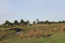 Monte Verde archaeological site, Chile