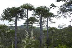Mixed forest of Araucaria and coigüe in Nahuelbuta National Park, Chile.