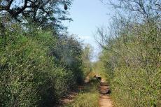 Pampas Deer in the Kaa-Iya del Gran Chaco National Park