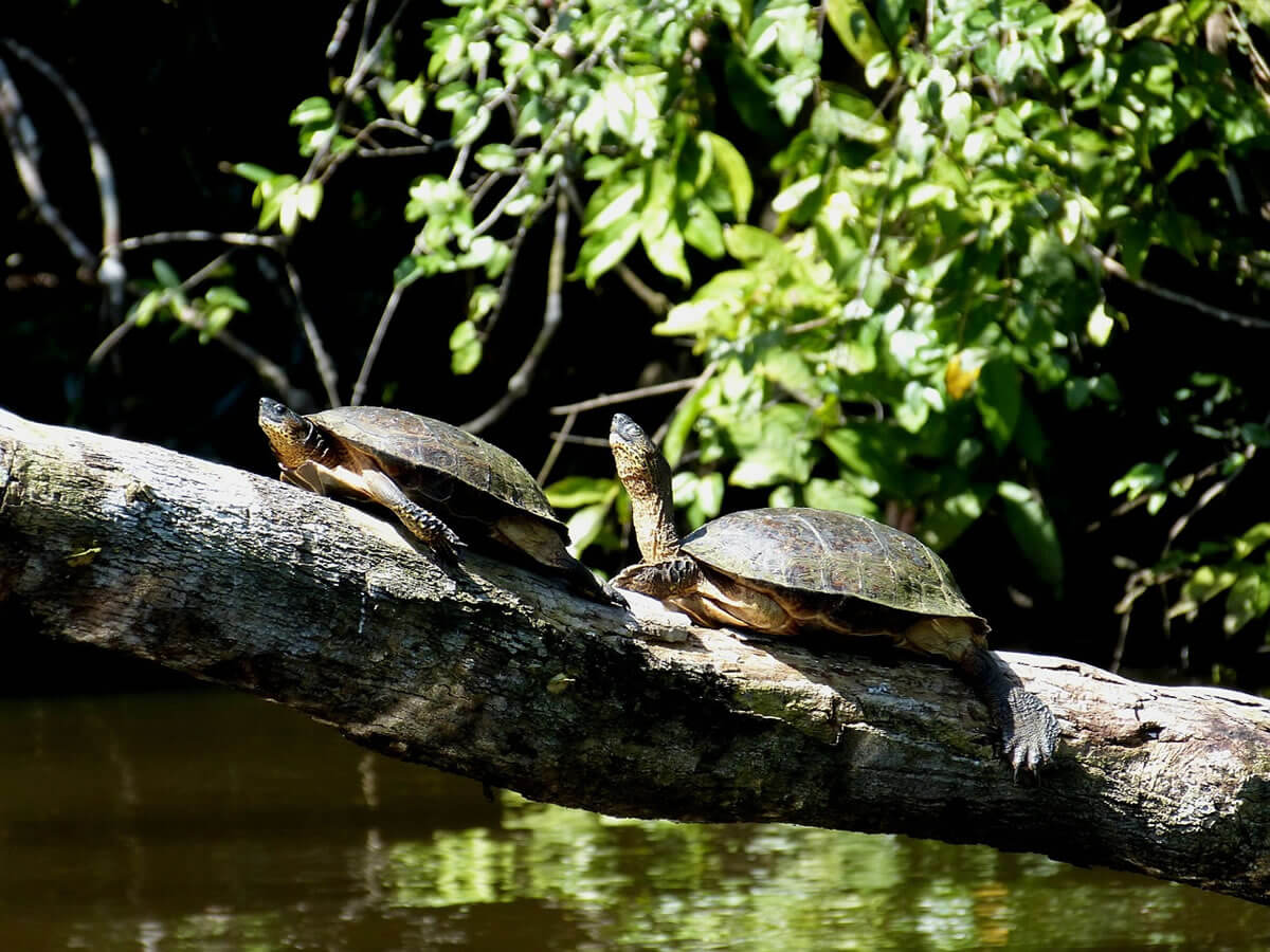 Tortuguero National Park (Costa Rica) | LAC Geo